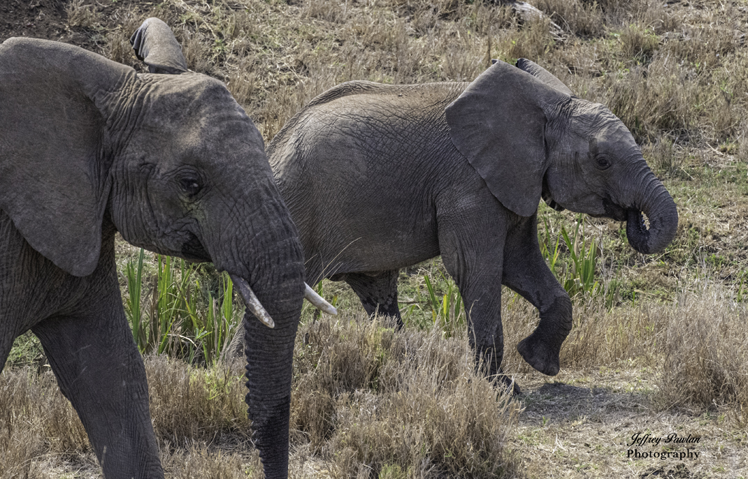 baby elephant under watchful eye of mother by Jeffrey Pawlan