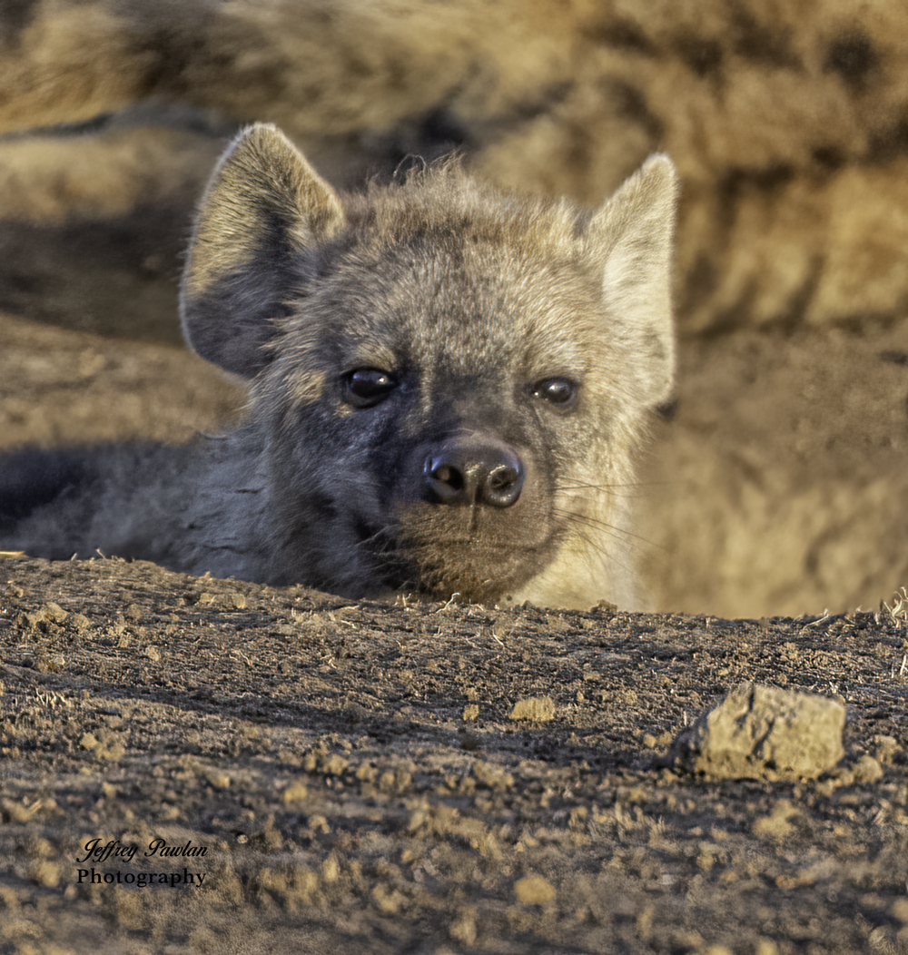 Baby Hyena by Jeffrey Pawlan