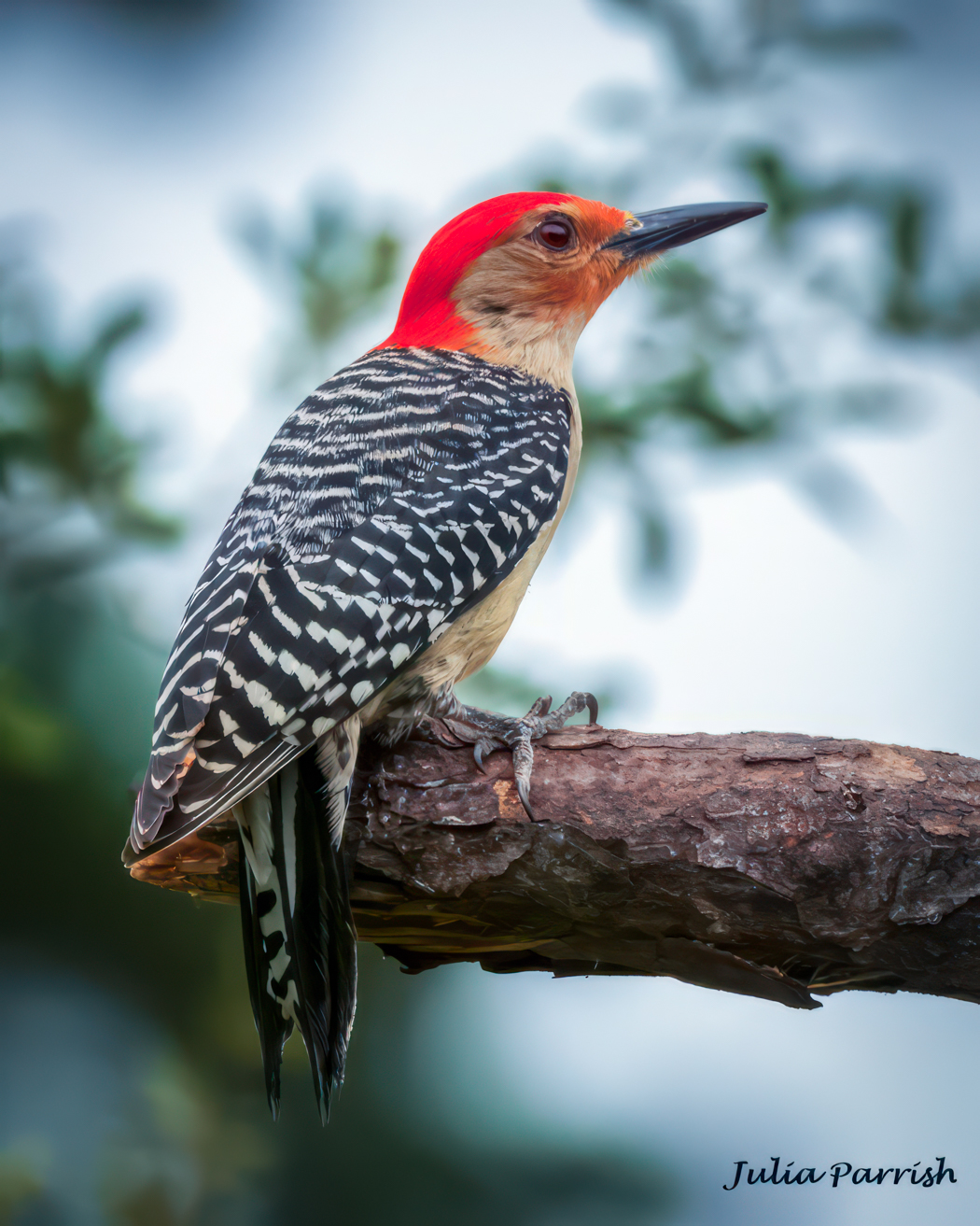 Julia Parrish Group 97 PSA Digital Dialogue