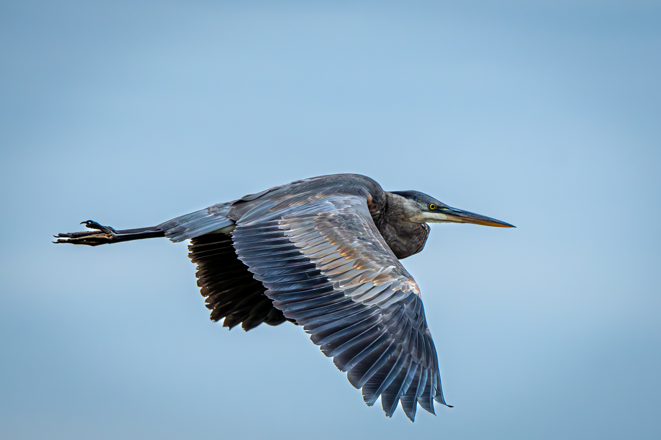 Bird in flight by Sylvia Williams