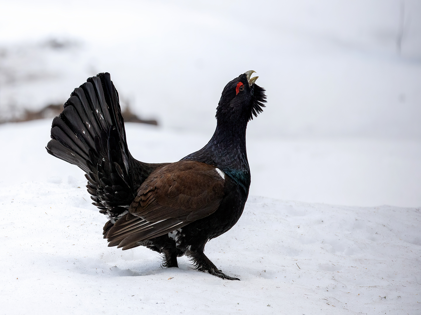  Lekking Capercaillie by Dr Ernoe Barsi