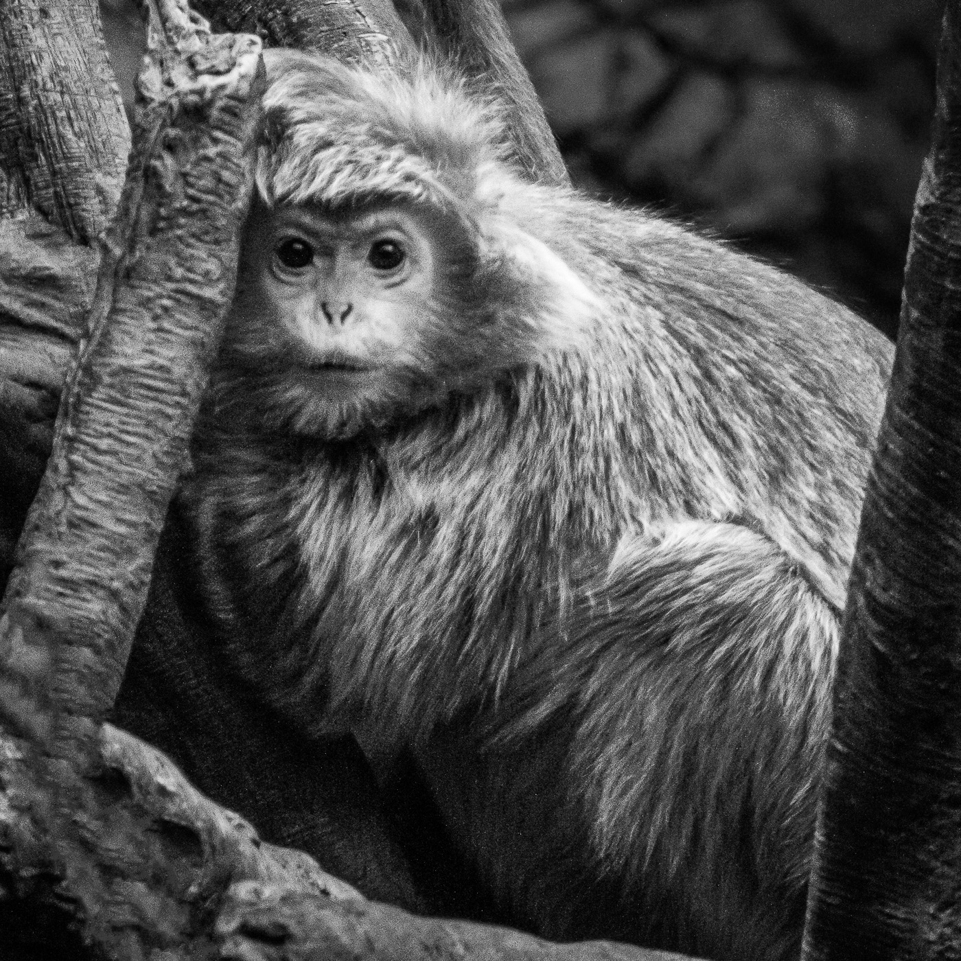 Bronx Zoo Monkey by Randy Andre