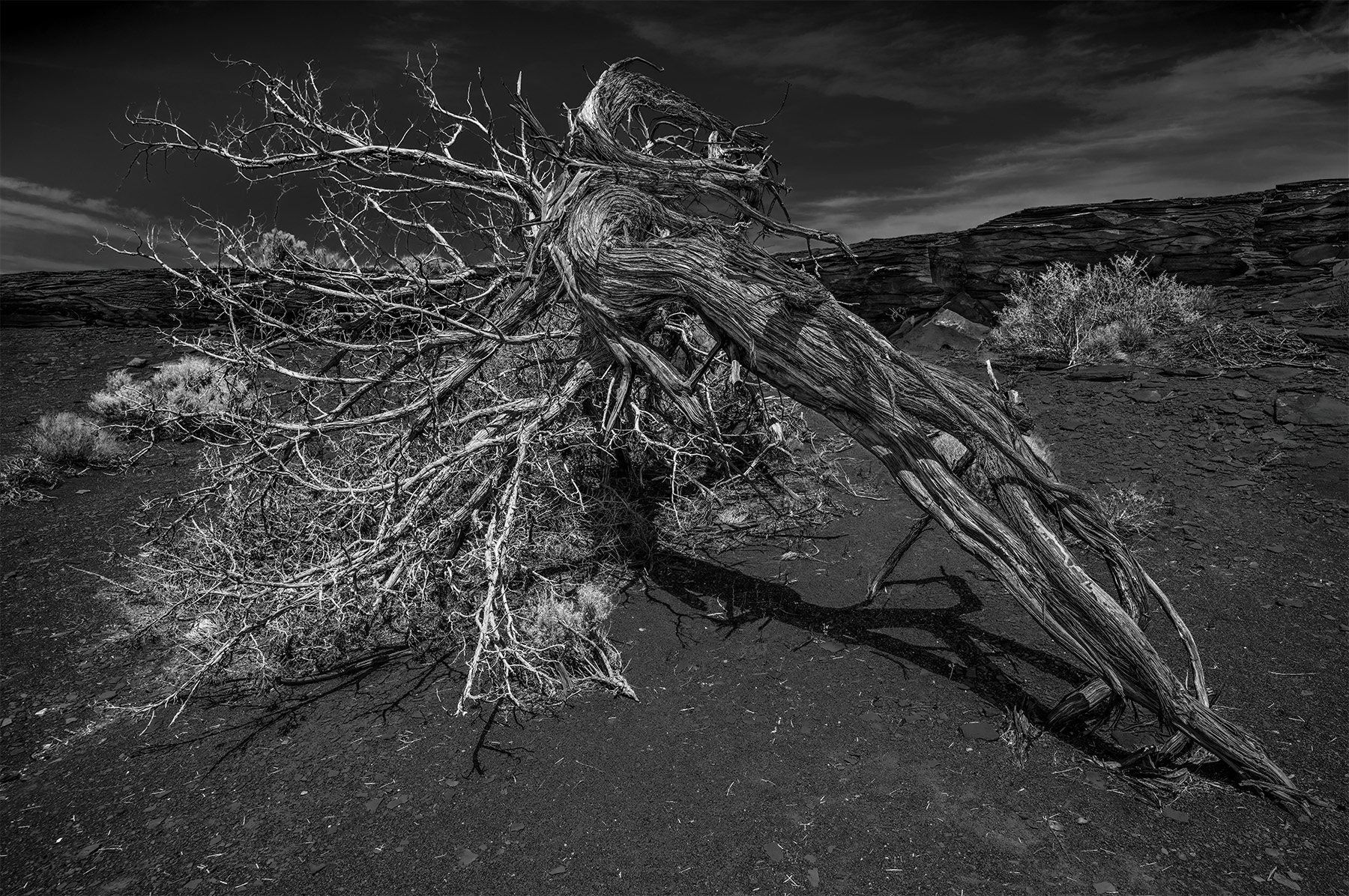 Arizona by Chris Reinecker