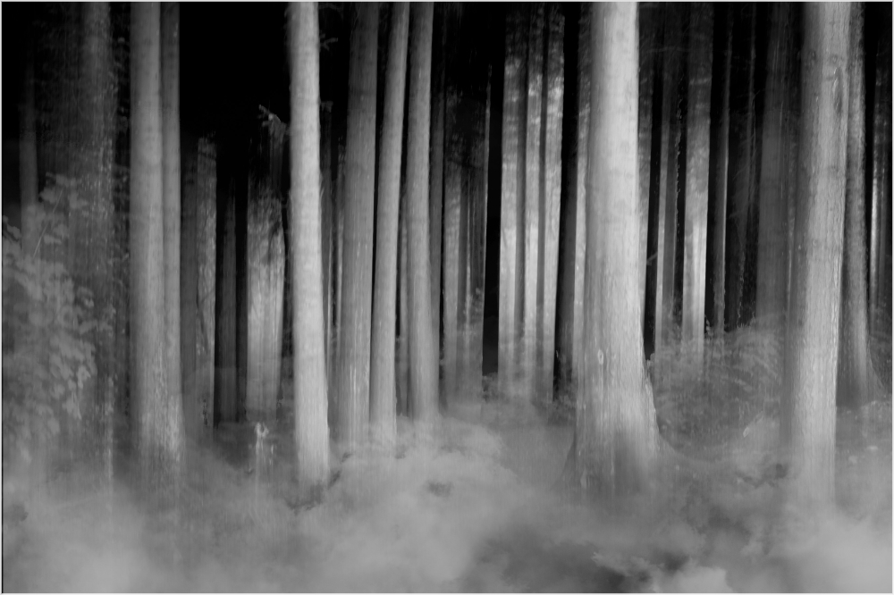 Dream Forest by Robin Mellor