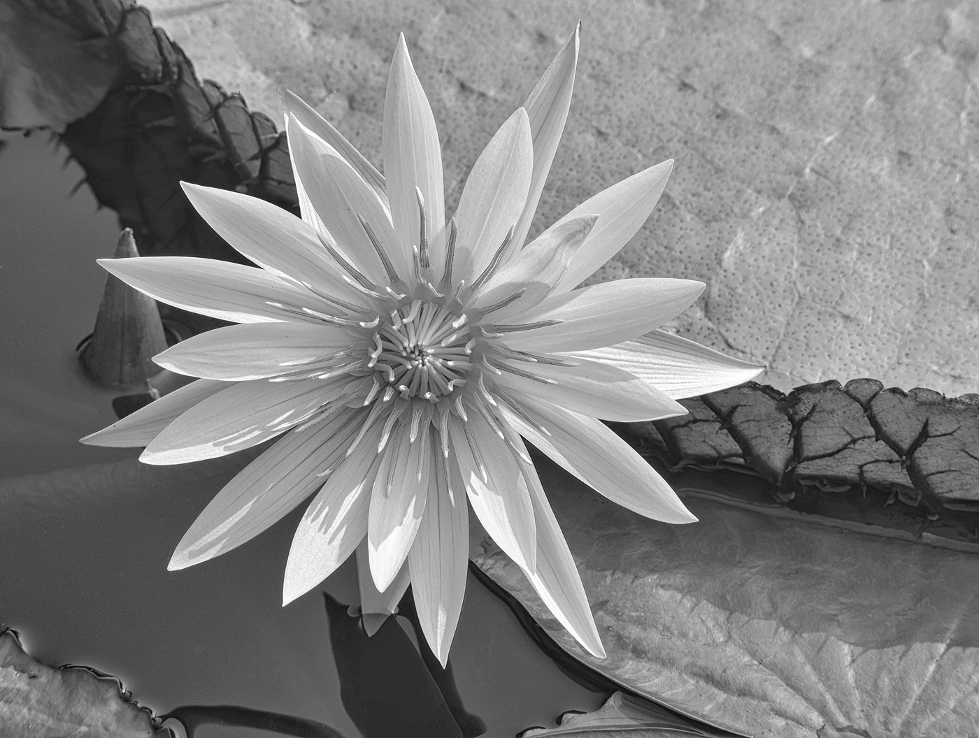 Water Lily  by Mark Lieberman