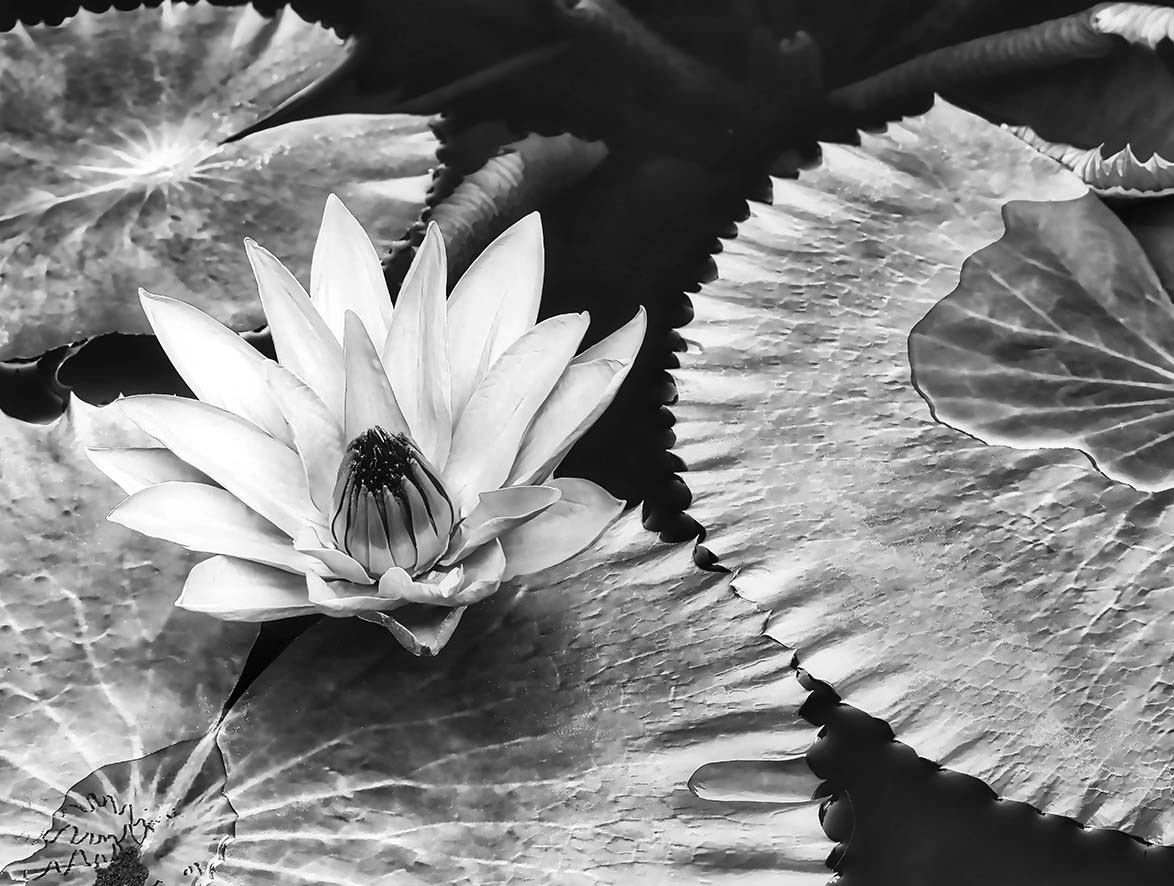 Water Lily and Pads by Mark Lieberman