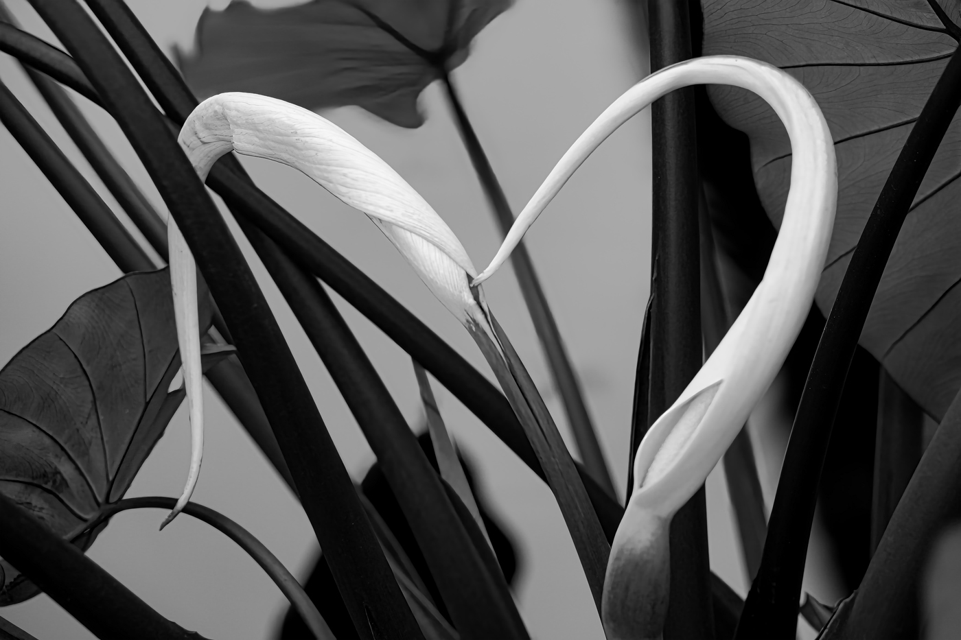 Kissing Blossoms by Mark Lieberman