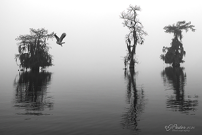 Morning In the Swamp by Julie Pastor