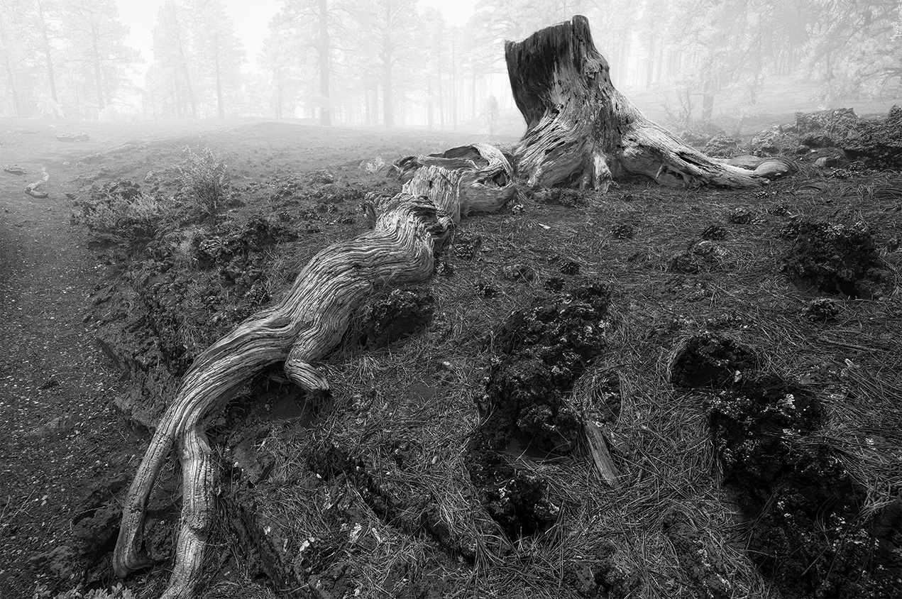 Remains of a Giant by Chris Reinecker
