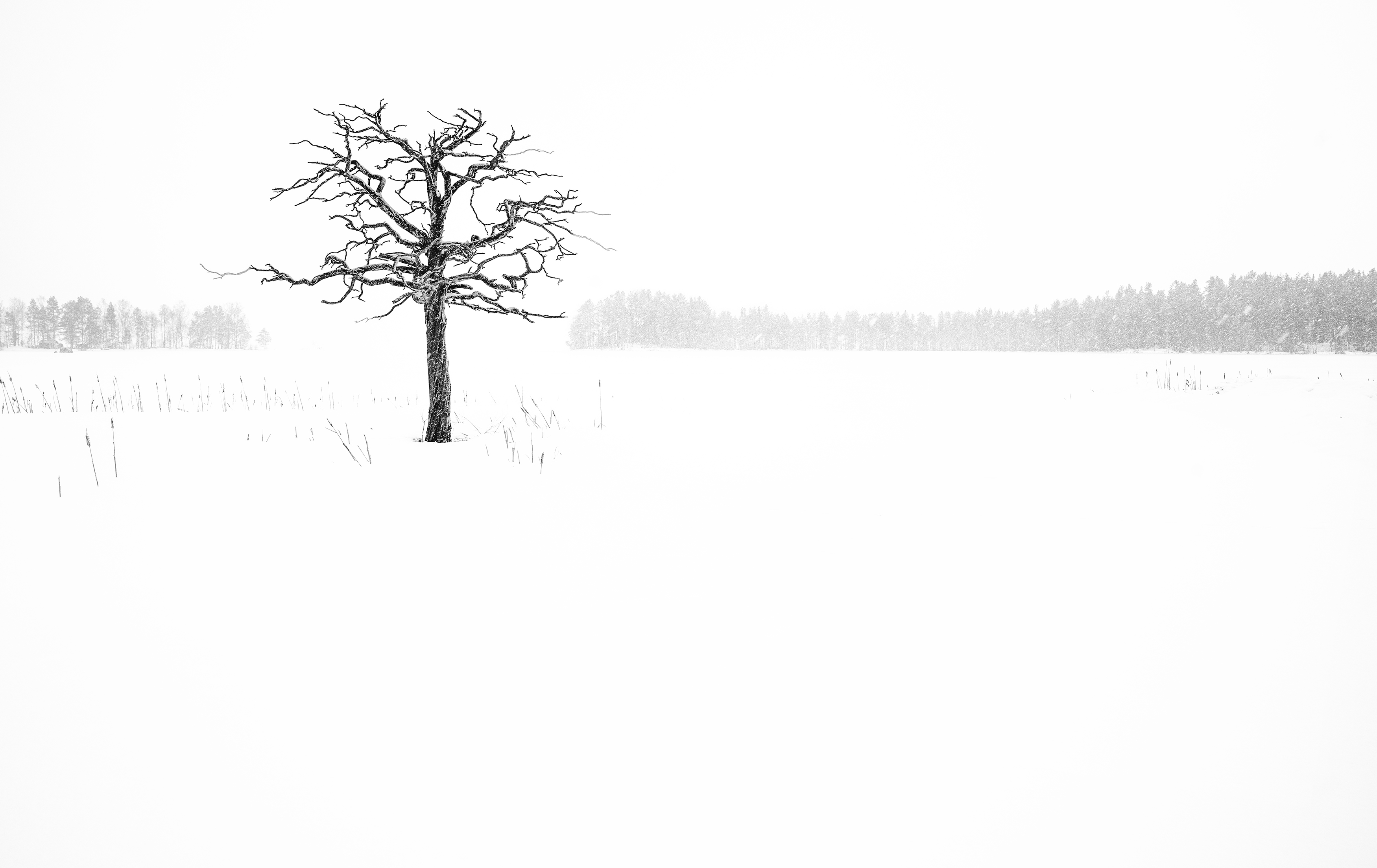 The Lonely Tree by Maude Svensson