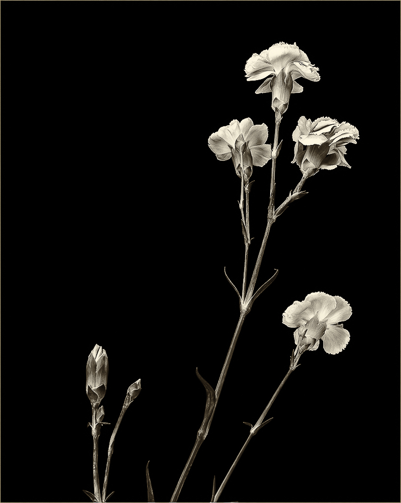 Carnations by Barbara Asacker