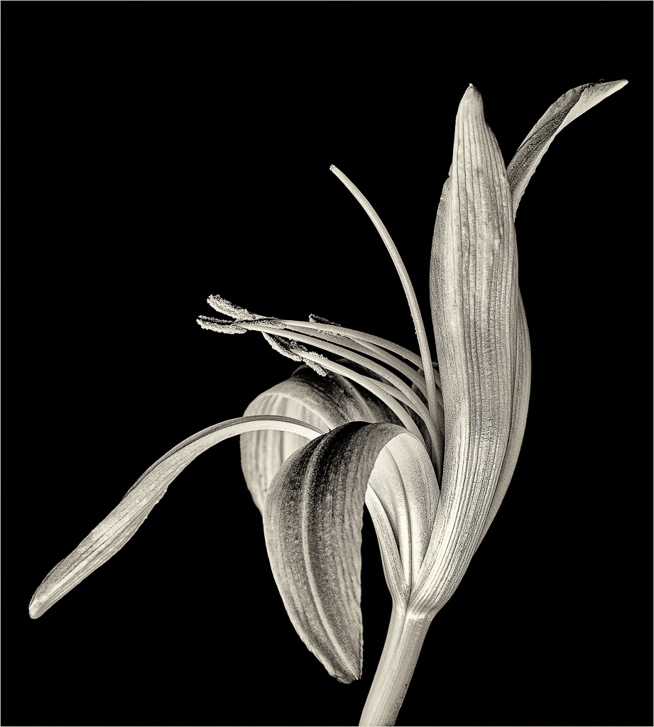 Monochrome Daylily by Barbara Asacker