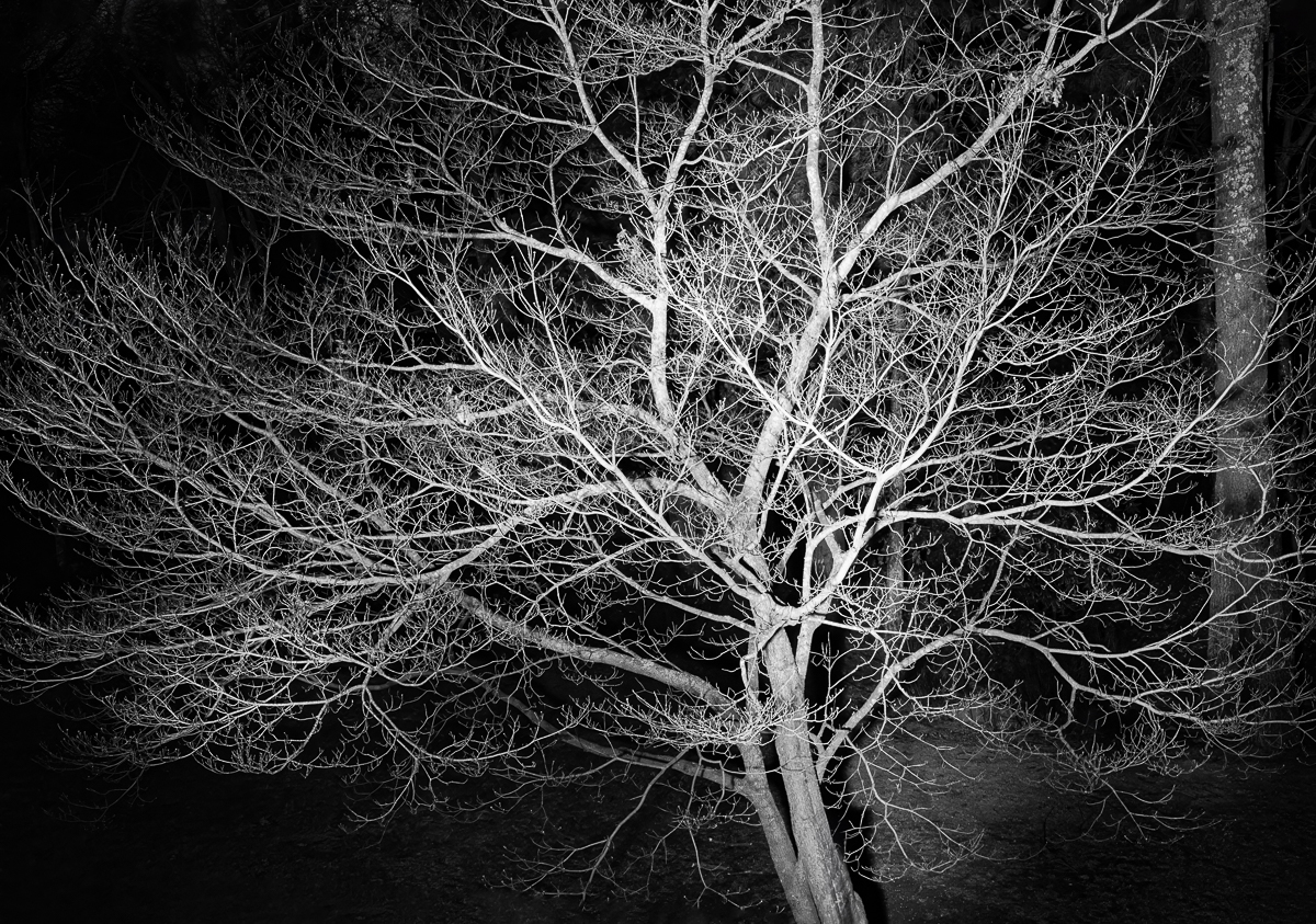 A Tree in the Dark