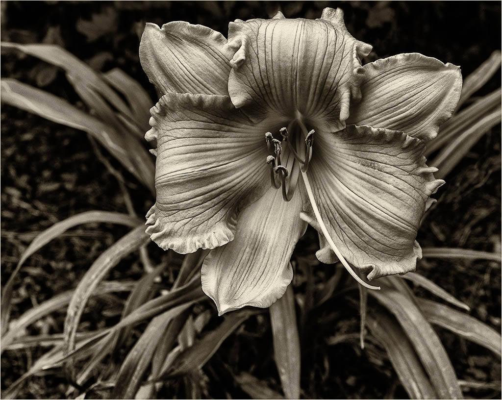 Last Bloom by Barbara Asacker