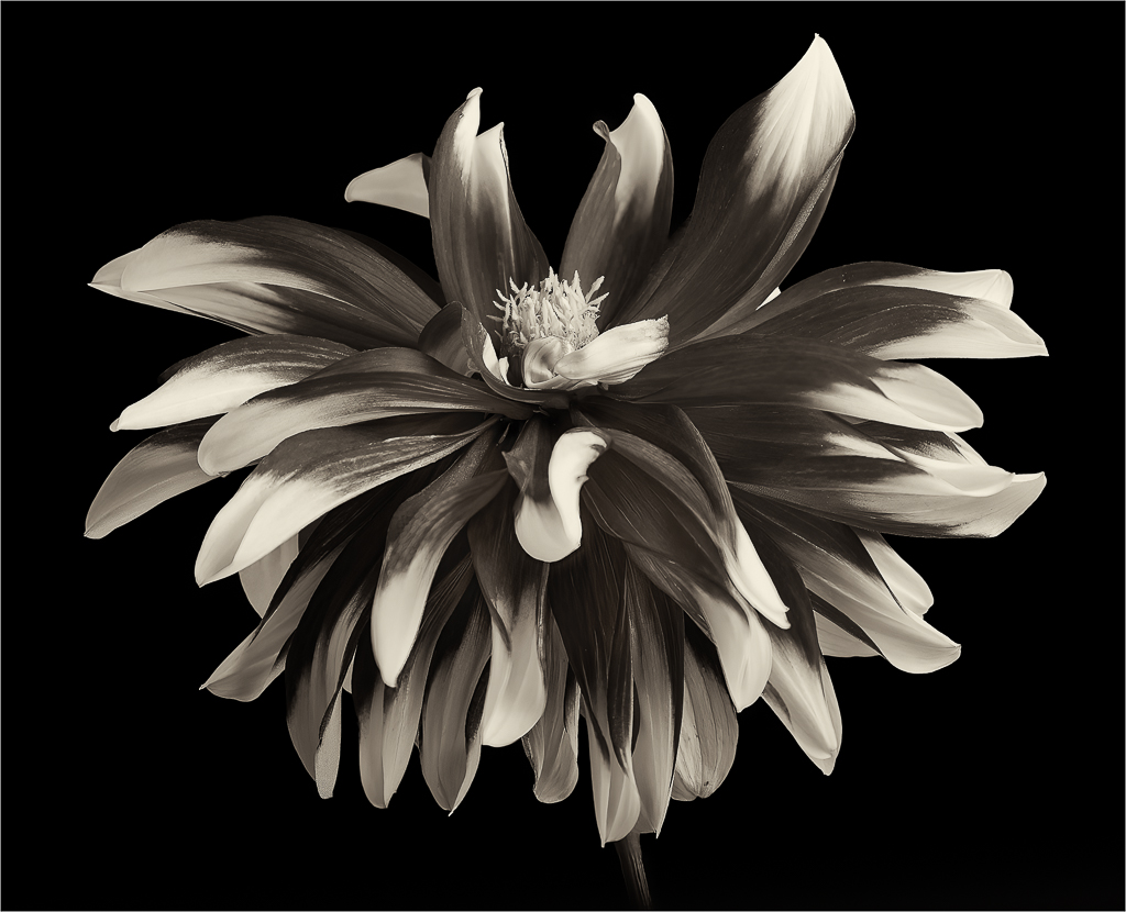 Monochrome Dahlia by Barbara Asacker
